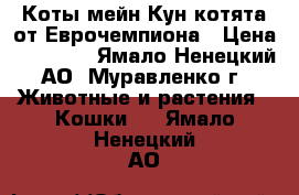 Коты мейн Кун,котята от Еврочемпиона › Цена ­ 25 000 - Ямало-Ненецкий АО, Муравленко г. Животные и растения » Кошки   . Ямало-Ненецкий АО